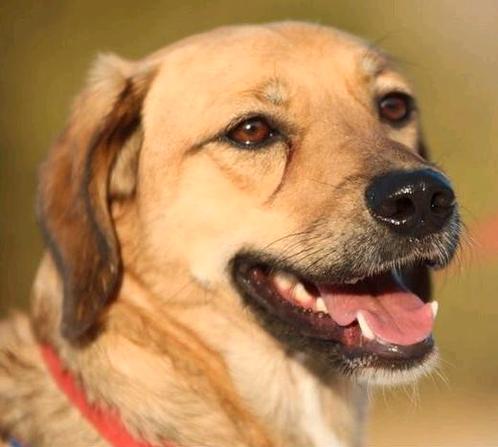 GaGa Animal Care - AZIZ (kan naar NL komen), Dieren en Toebehoren, Honden | Niet-rashonden, Middel, Reu, Particulier, Eén hond