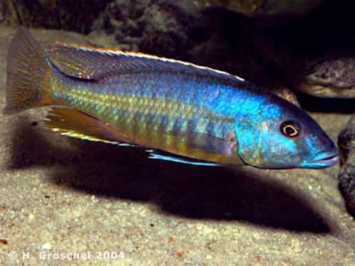 Malawi Cichliden: Taeniochromis holotaenia, Dieren en Toebehoren, Vissen | Aquariumvissen, Zoetwatervis, Vis