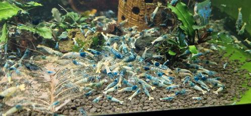 Blue steel, taitibee uit galaxy met gratis mos, Dieren en Toebehoren, Vissen | Aquariumvissen, Zoetwatervis, Kreeft, Krab of Garnaal