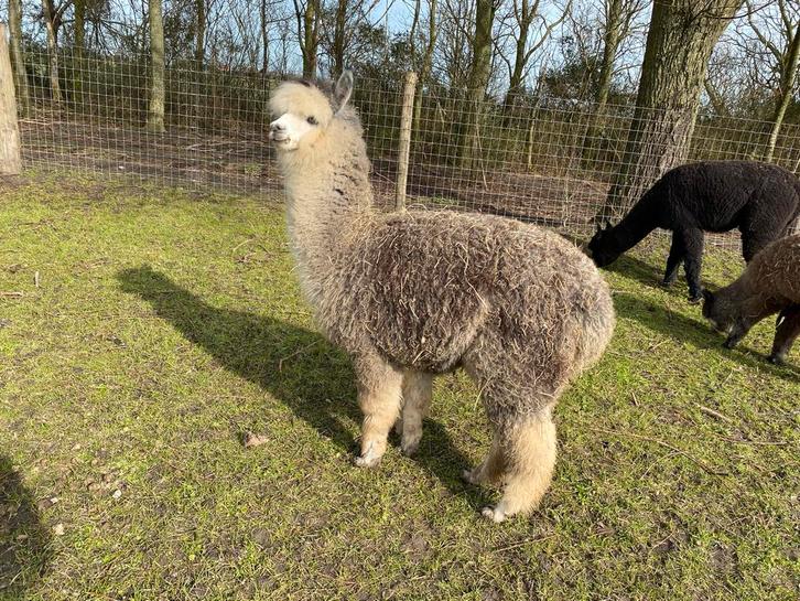 Alpaca en Falabella Ranch