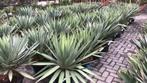 Yucca gloriosa 'Lone Star' te koop, Minder dan 100 cm, Zomer, Volle zon, In pot