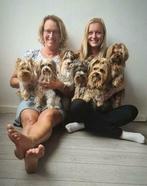 Yorkshire terriërs en biewer yorkshire terrier DEKREU, Rabiës (hondsdolheid), Meerdere, Meerdere dieren, 1 tot 2 jaar