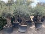 Olijfboom 100/120 stamomtrek mini bonsai met grillige stam, In pot, Olijfboom, Lente, Volle zon