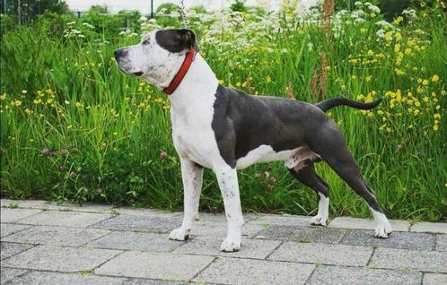 Ter dekking Amerikaanse stafford x pitbull, Dieren en Toebehoren, Honden | Dekreuen, Reu, Particulier, Eén hond, Nederland, 6 jaar of ouder