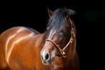 PRE Andalusier Hengst Ter Dekking, Caballos de Colores, Hengst, Info@caballosdecolores.nl, Rijksweg NZ 12, 7971CX Havelte