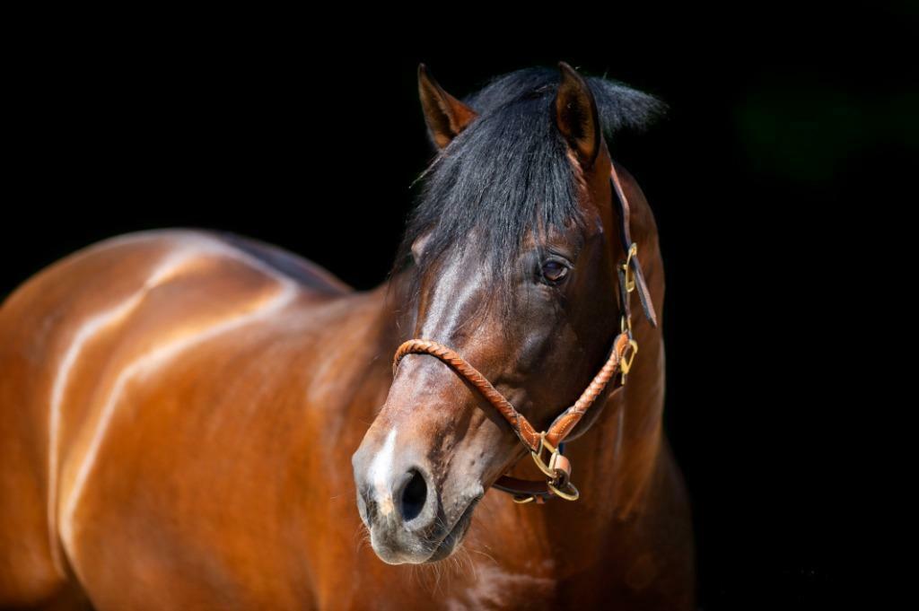 PRE Andalusier Hengst Ter Dekking, Dieren en Toebehoren, Paarden en Pony's | Dekhengsten en Fokmerries, Hengst