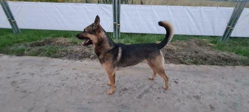 Dekreu mechelse herder knpv, Dieren en Toebehoren, Honden | Dekreuen, Reu, Particulier, Eén hond, Nederland, 3 tot 5 jaar, CDV (hondenziekte)