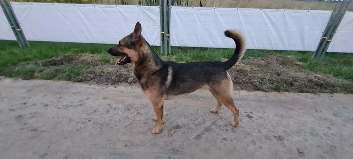 Dekreu mechelse herder knpv, Dieren en Toebehoren, Honden | Dekreuen, Reu, Particulier, Eén hond, Nederland, 3 tot 5 jaar, CDV (hondenziekte)