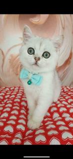 Chinchilla Britse korthaar kittens Silver Shaded kittens, Gechipt, 0 tot 2 jaar, Kater