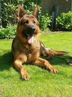 Dekreu-Prachtige aangekeurde Duitse herder reu in keurklasse, Dieren en Toebehoren, Rabiës (hondsdolheid), Reu, Eén hond, 3 tot 5 jaar