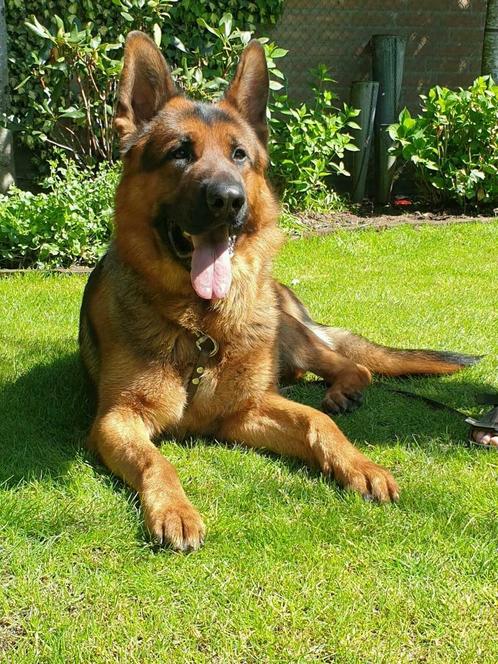 Dekreu-Prachtige aangekeurde Duitse herder reu in keurklasse, Dieren en Toebehoren, Honden | Dekreuen, Reu, Particulier, Eén hond