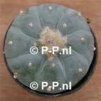 De ECHTE Peyote Cactus - Lophophora williamsii 15 jaar oud