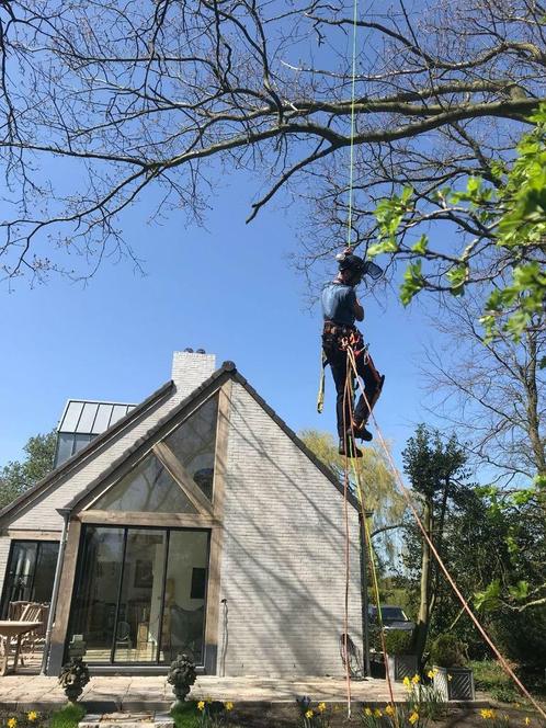 verwijderen van boom of takken (boom kappen/ boomverzorging), Diensten en Vakmensen, Tuinmannen en Stratenmakers, Tuinonderhoud of Snoeiwerk