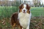 Australian shepherd DEKREU getest, Buitenland, 1 tot 2 jaar, Reu, Eén hond