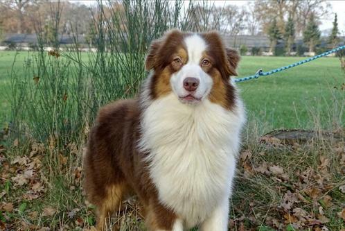 Australian shepherd DEKREU getest, Dieren en Toebehoren, Honden | Dekreuen, Reu, Fokker | Hobbymatig, Eén hond, Buitenland, 1 tot 2 jaar