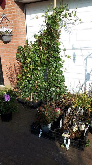Hedera-Klimop in pot-Laurier-Beukenhaag beschikbaar voor biedingen
