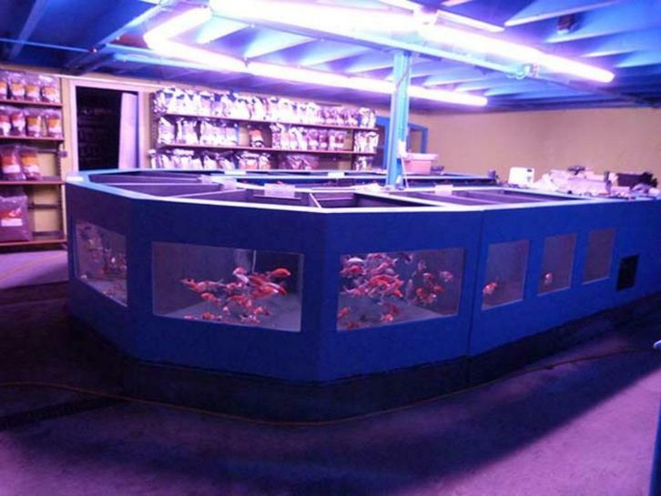 2de paasdag open - Vijvervissen, koi en steuren v/d regio, Dieren en Toebehoren, Vissen | Vijvervissen, Goudvis(sen)