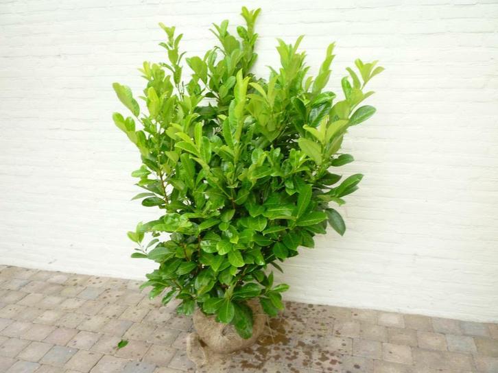 Haag incl. aanplanten: laurier, conifeer, taxus, ilex etc., Diensten en Vakmensen, Tuinmannen en Stratenmakers, Hekwerk of Schuttingen