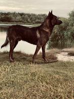 Ter dekking aangeboden: Mechelse X Hollandse herder, Particulier, Rabiës (hondsdolheid), 1 tot 2 jaar, Reu