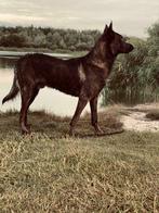 Ter dekking aangeboden: Mechelse X Hollandse herder, Dieren en Toebehoren, Honden | Dekreuen, Rabiës (hondsdolheid), Reu, 1 tot 2 jaar