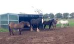 Paardenrusthuis, rusthuis voor paarden en ponies pensioen, 2 of 3 paarden of pony's, Weidegang