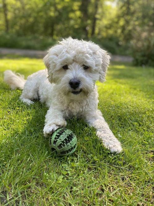 Prachtige crème witte mini Doodle ter dekking aangeboden, Dieren en Toebehoren, Honden | Dekreuen, Reu, Particulier, Eén hond