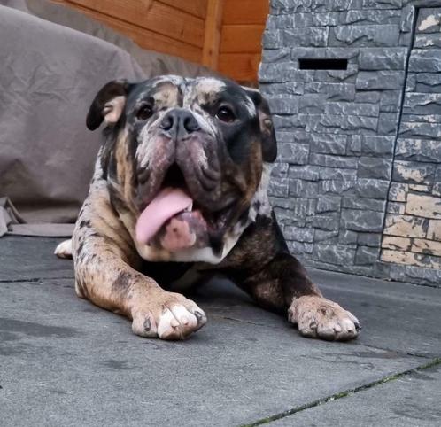 Merle Old english bulldog dekreu, Dieren en Toebehoren, Honden | Dekreuen, Reu, Fokker | Professioneel, Eén hond, Nederland, 1 tot 2 jaar