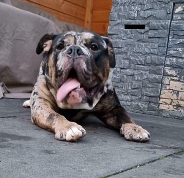 Merle Old english bulldog dekreu beschikbaar voor biedingen