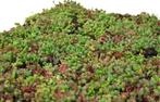 Sedum, sedummatten, direct een groen dak! Per m2 €25,21, Overige materialen, Overige kleuren, Overige typen, Nieuw