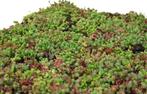 Sedum, sedummatten, direct een groen dak! Per m2 €25,21, Nieuw, Overige materialen, Overige typen, Ophalen of Verzenden