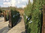 Cupressus sempervirens, cypres, cipres, cipressen, Ophalen of Verzenden, 250 tot 400 cm, Zuilboom, Volle zon