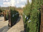 Cupressus sempervirens, cypres, cipres, cipressen, Tuin en Terras, Planten | Bomen, In pot, Zuilboom, Volle zon, 250 tot 400 cm