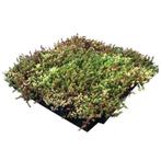Groen dak, Bodembedekkers, Volle zon, Vaste plant, Ophalen of Verzenden