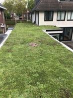Sedum dak met subsidie, Bodembedekkers, Volle zon, Vaste plant, Ophalen of Verzenden