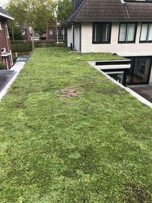 Sedum dak met subsidie, Tuin en Terras, Planten | Tuinplanten, Vaste plant, Bodembedekkers, Volle zon, Zomer, Ophalen of Verzenden
