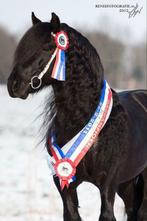 Ter dekking/ook KI: Prachtige Fell Pony Wellbrow Tommy, Hengst