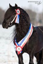 Ter dekking/ook KI: Prachtige Fell Pony Wellbrow Tommy, Dieren en Toebehoren, Paarden en Pony's | Dekhengsten en Fokmerries, Hengst