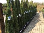 Cupressus sempervirens, cypres, cipres, cipressen, Tuin en Terras, Planten | Bomen, In pot, Zuilboom, Volle zon, 250 tot 400 cm