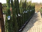 Cupressus sempervirens, cypres, cipres, cipressen, Ophalen of Verzenden, 250 tot 400 cm, Zuilboom, Volle zon