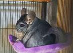 ** Hangmat voor cavia dwergkonijn fret rat chinchilla NIEUW, Www.Karinasdierenwebshop.nl, Www.Karinasdierenwebshop.nl, Www.Karinasdierenwebshop.nl
