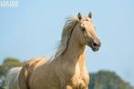 Ter dekking: palomino Rocky Mountain Horse hengst, Dieren en Toebehoren, Paarden en Pony's | Dekhengsten en Fokmerries, Hengst