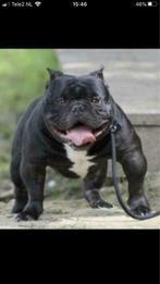 Ter dekking aangeboden Mr Tony een micro american bully, Particulier, Rabiës (hondsdolheid), Meerdere, 3 tot 5 jaar