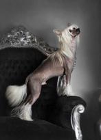 Wolie Sasima FCI chineese nakthond-dekreu, Rabiës (hondsdolheid), 1 tot 2 jaar, Reu, Nederland