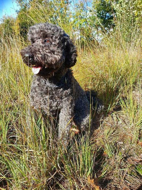 Dekreu ervaren Labradoodle F4, Dieren en Toebehoren, Honden | Dekreuen, Reu, Particulier, Meerdere, Nederland, 3 tot 5 jaar, CDV (hondenziekte)