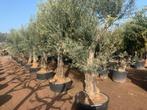Olijfbomen - Olijfboom 60/80 cm stamomtrek Old Skin te koop, Tuin en Terras, Planten | Bomen, In pot, Olijfboom, Zomer, Volle zon