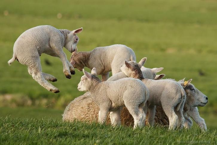 Schapenkorrel 25kg € 13,30, Dieren en Toebehoren, Dierenvoeding, Vee, Ophalen