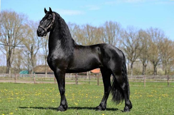 Friese sterhengst ter dekking aangeboden, Dieren en Toebehoren, Paarden en Pony's | Dekhengsten en Fokmerries, Hengst