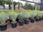 Yucca rostrata 60/80 cm planthoogte te koop., Zomer, Vaste plant, Ophalen of Verzenden, Overige soorten