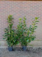 Laurier Prunus Novita 125/150 in pot nu euro 15,-,