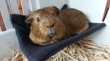 * Hangmatje voor cavia dwergkonijn fret rat chinchilla NIEUW